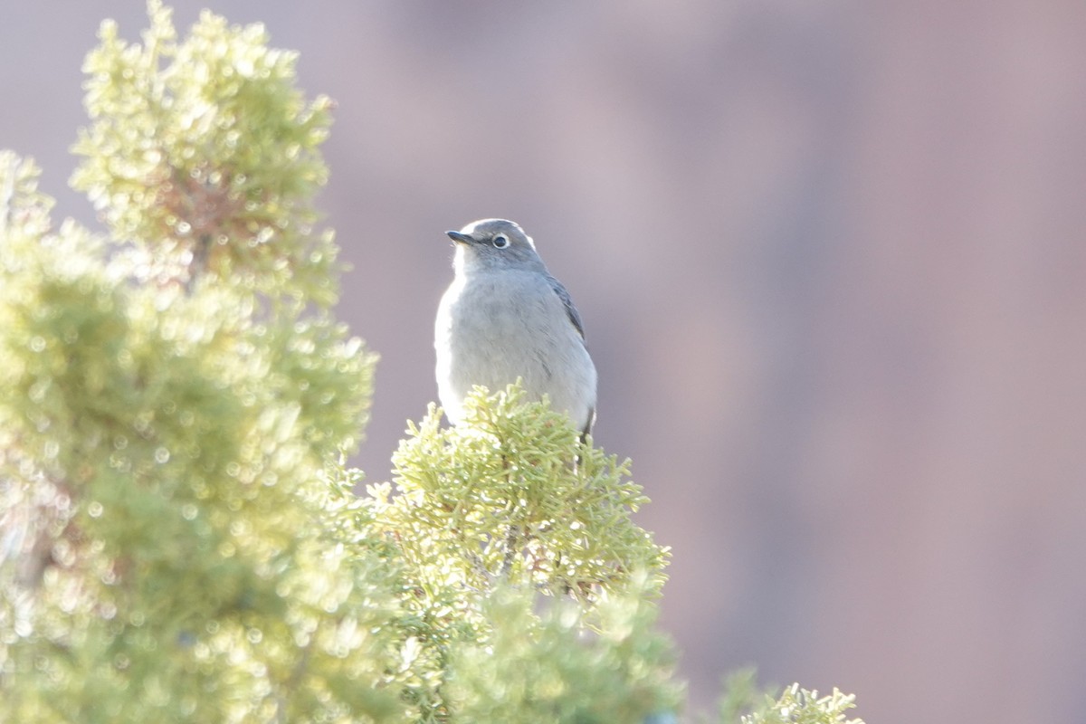 Townsend's Solitaire - ML643556484