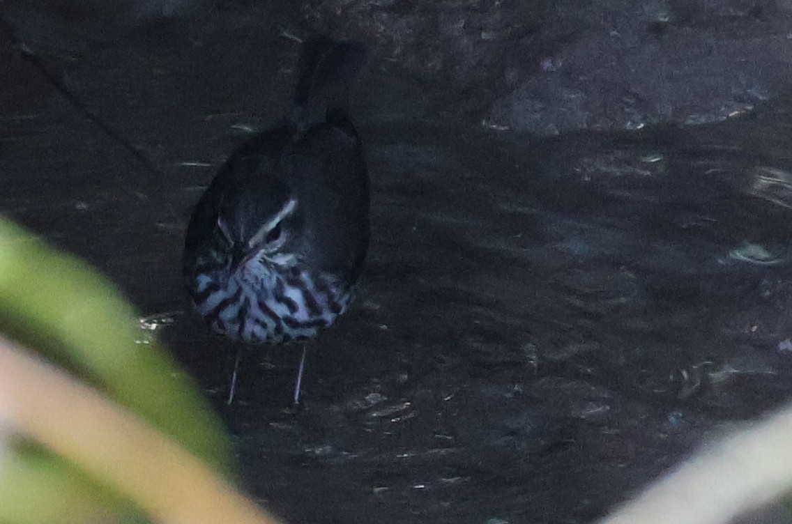 Northern Waterthrush - ML643556493