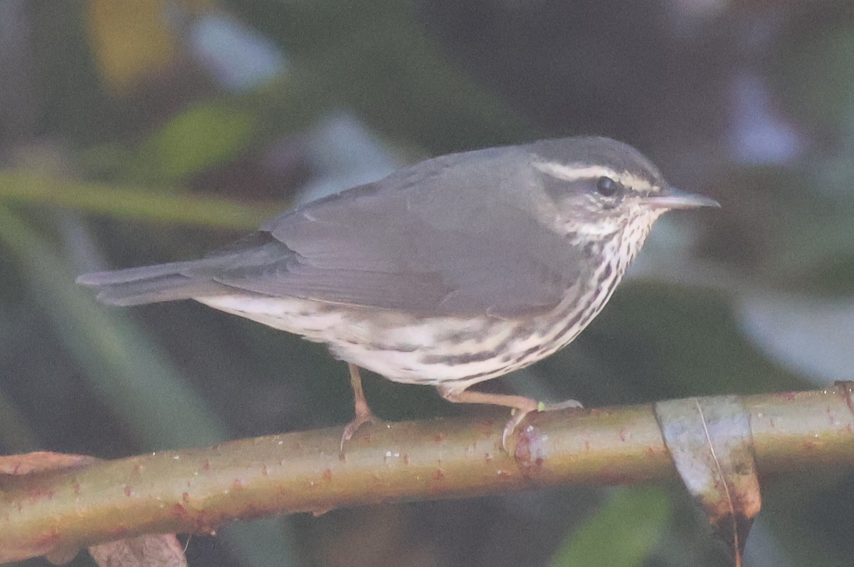Northern Waterthrush - ML643556494