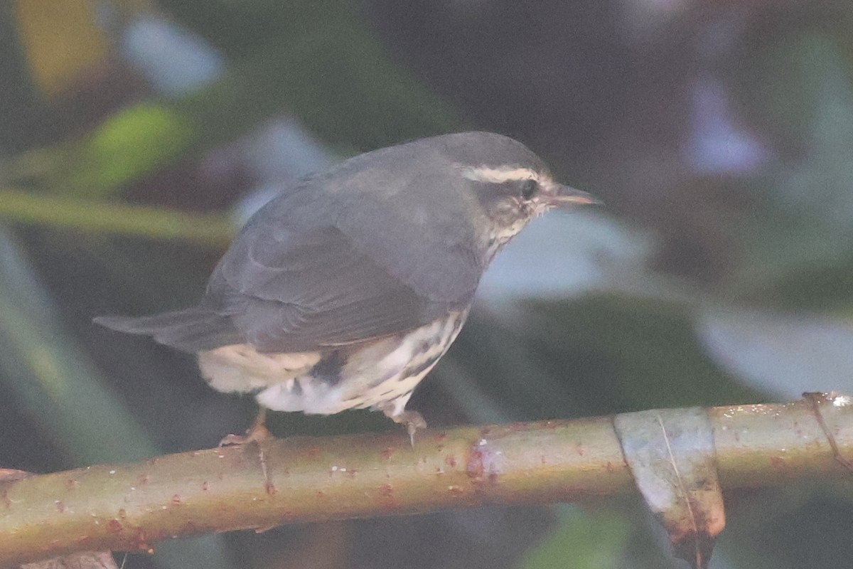 Northern Waterthrush - ML643556495