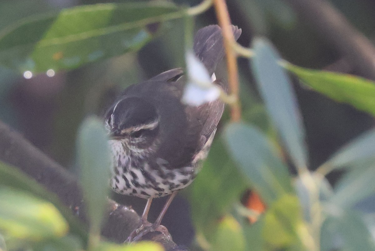 Northern Waterthrush - ML643556496