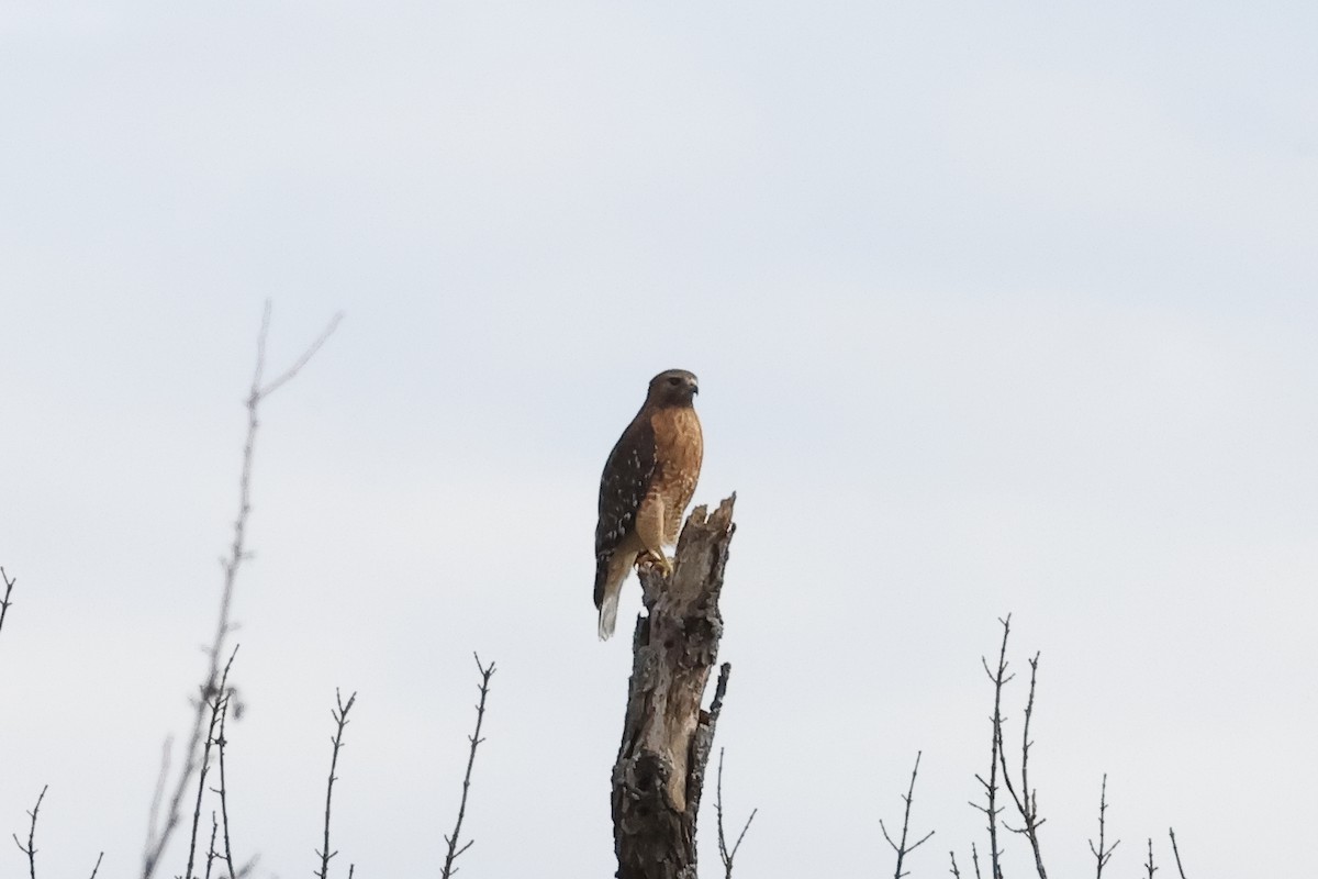 カタアカノスリ - ML643556517