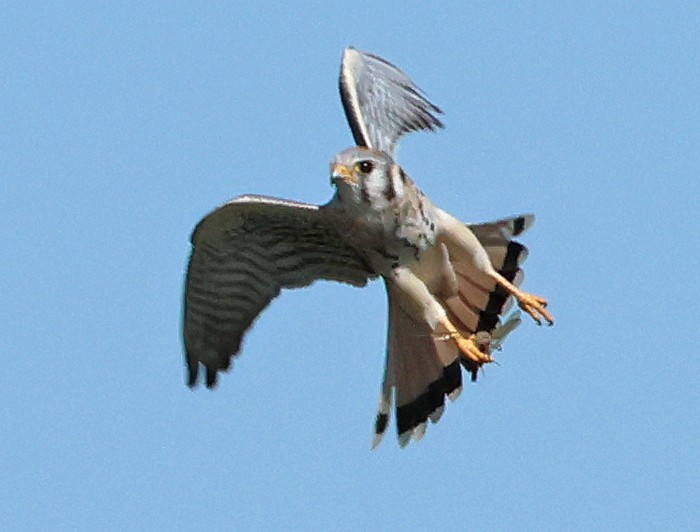 American Kestrel - ML643556549