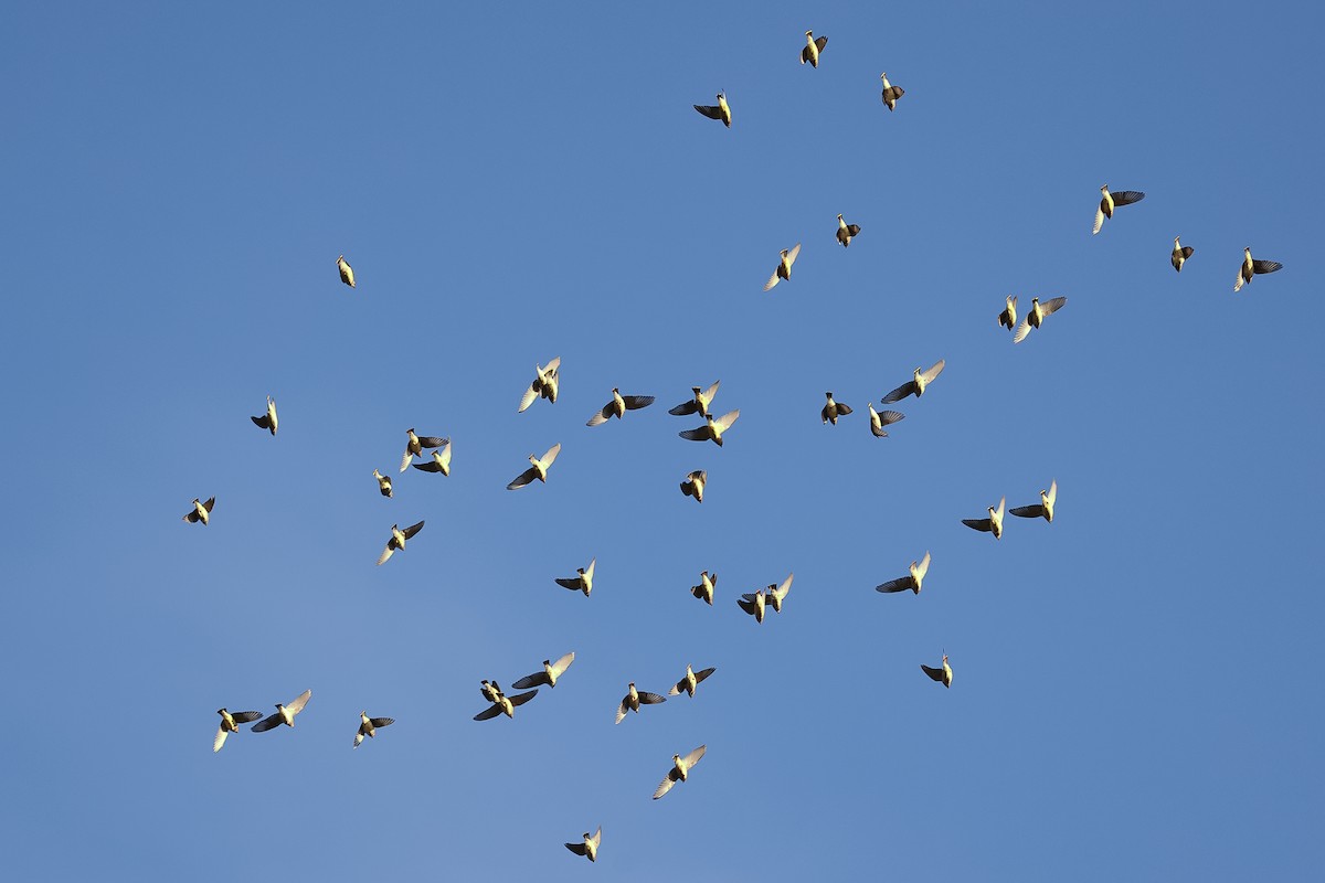 Cedar Waxwing - ML643556558