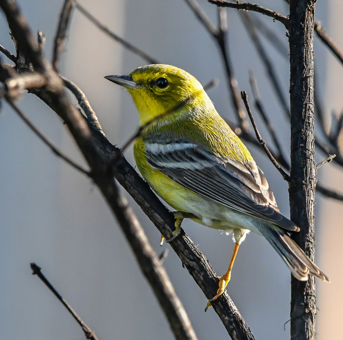 furuparula - ML643556568