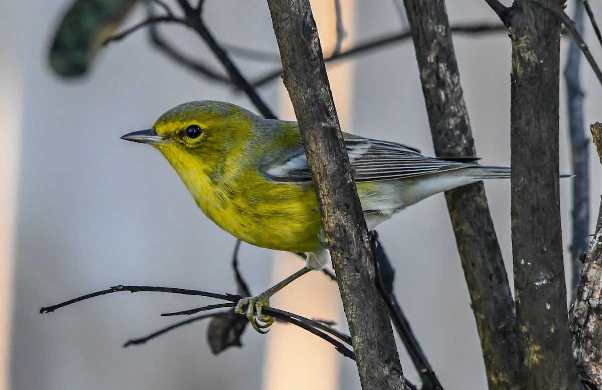 furuparula - ML643556569