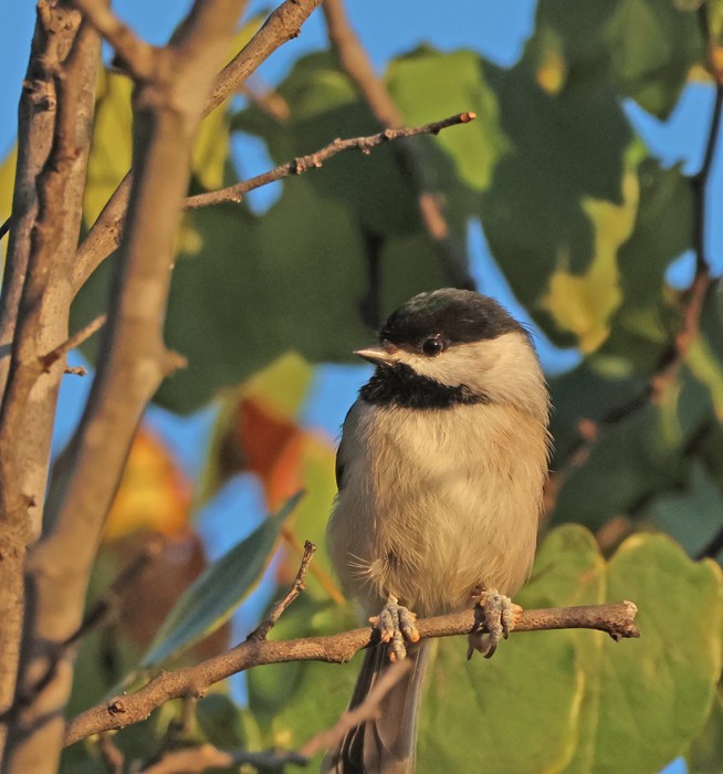Carolina Chickadee - ML643556571