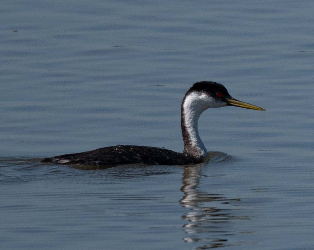 Western Grebe - ML643556576