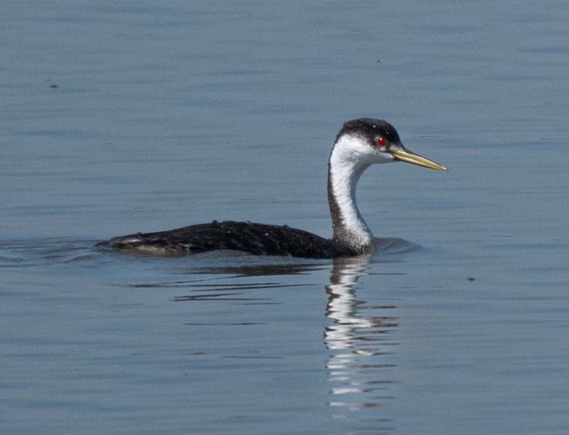 Western Grebe - ML643556577