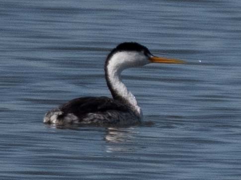 Clark's Grebe - ML643556601