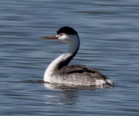 Clark's Grebe - ML643556602