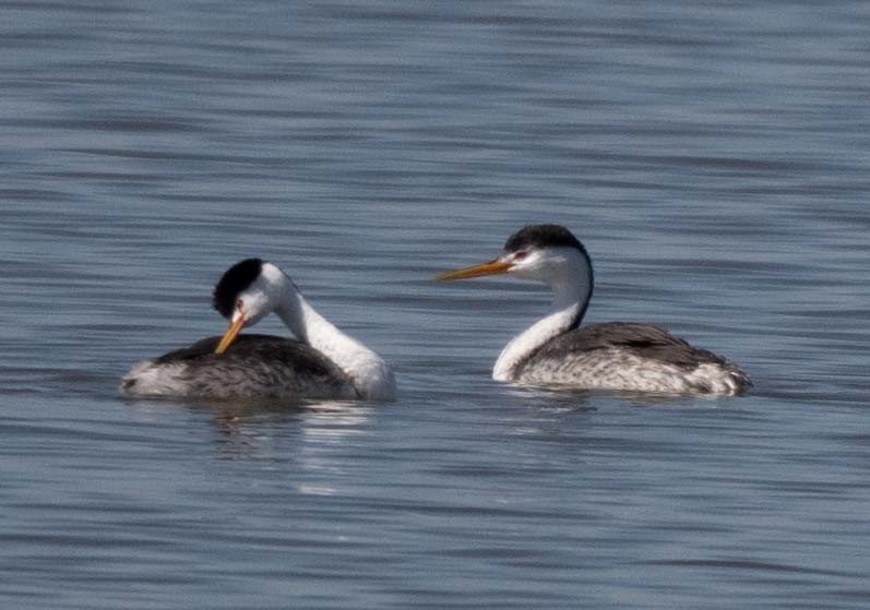 Clark's Grebe - ML643556603