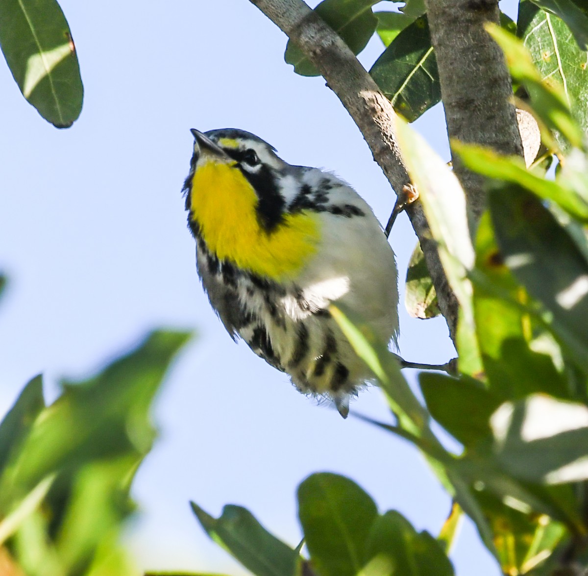 Yellow-throated Warbler - ML643556604