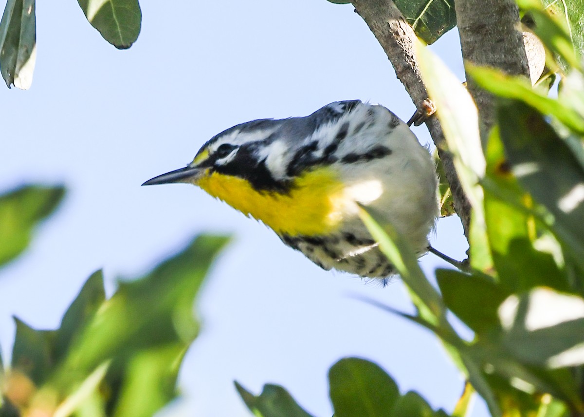 Yellow-throated Warbler - ML643556605