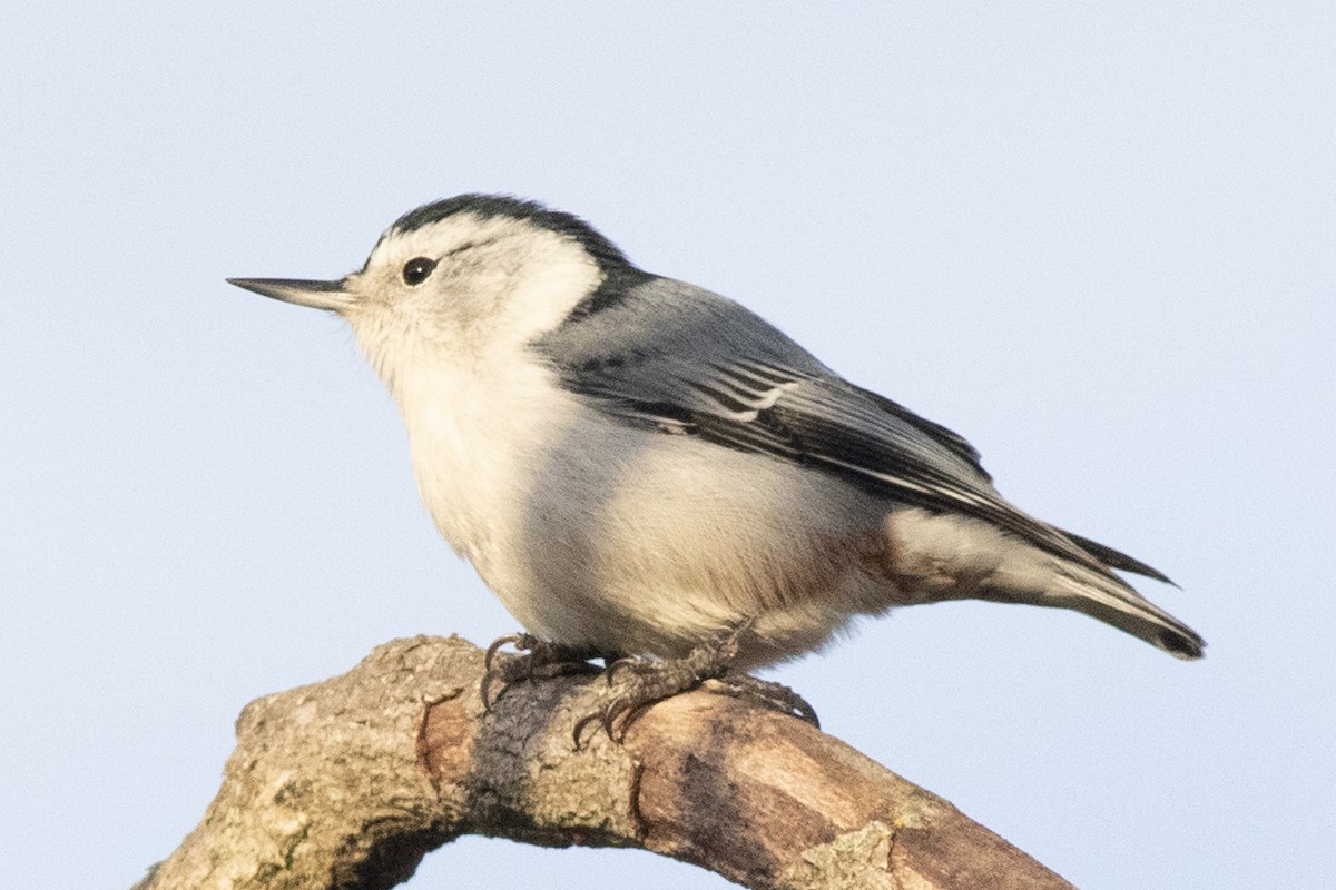 hvitbrystspettmeis (carolinensis) - ML643556644