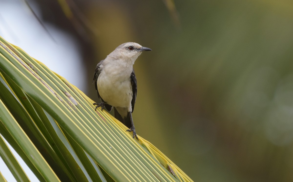 Sinsonte Tropical - ML643556652