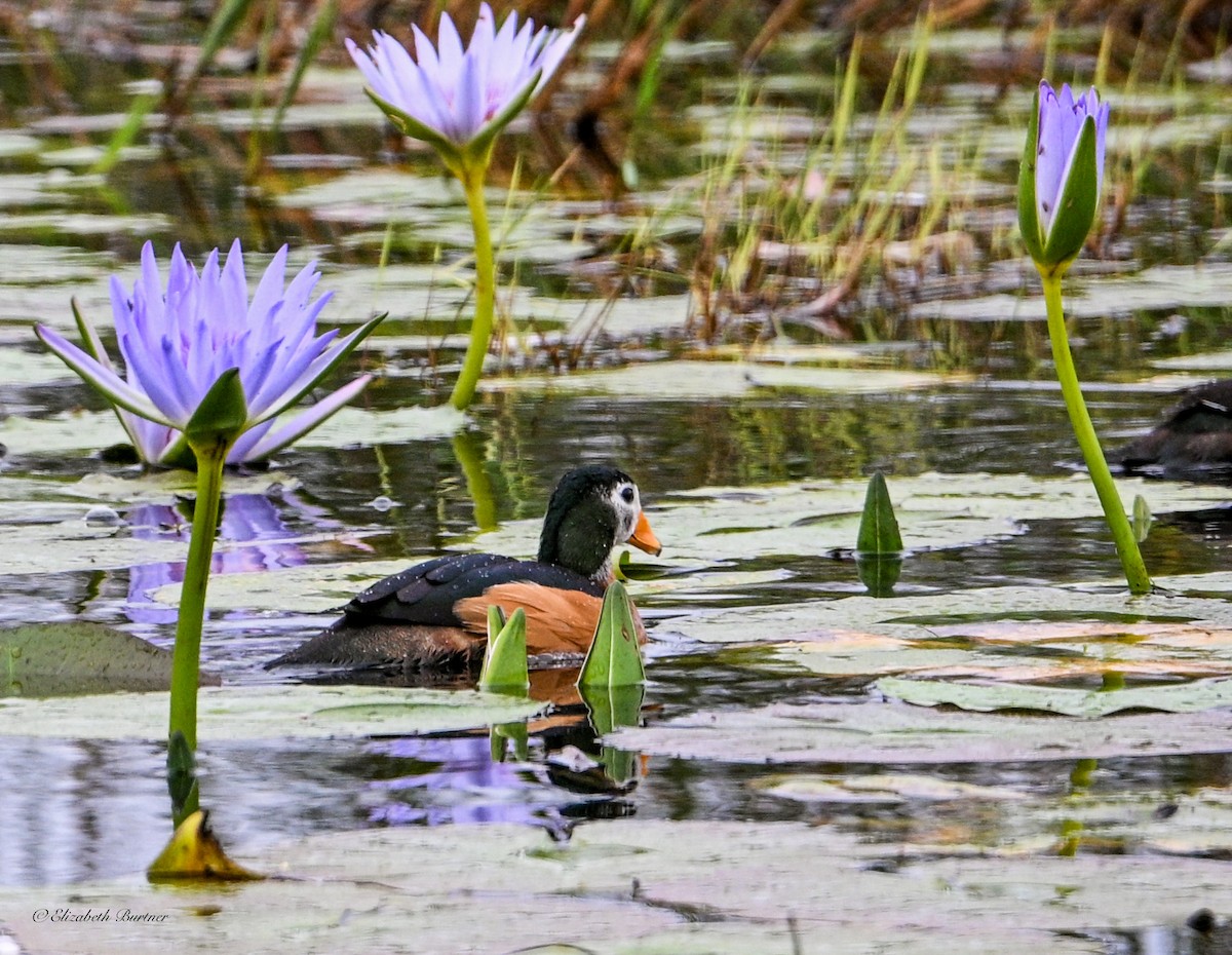 African Pygmy-Goose - ML643556658
