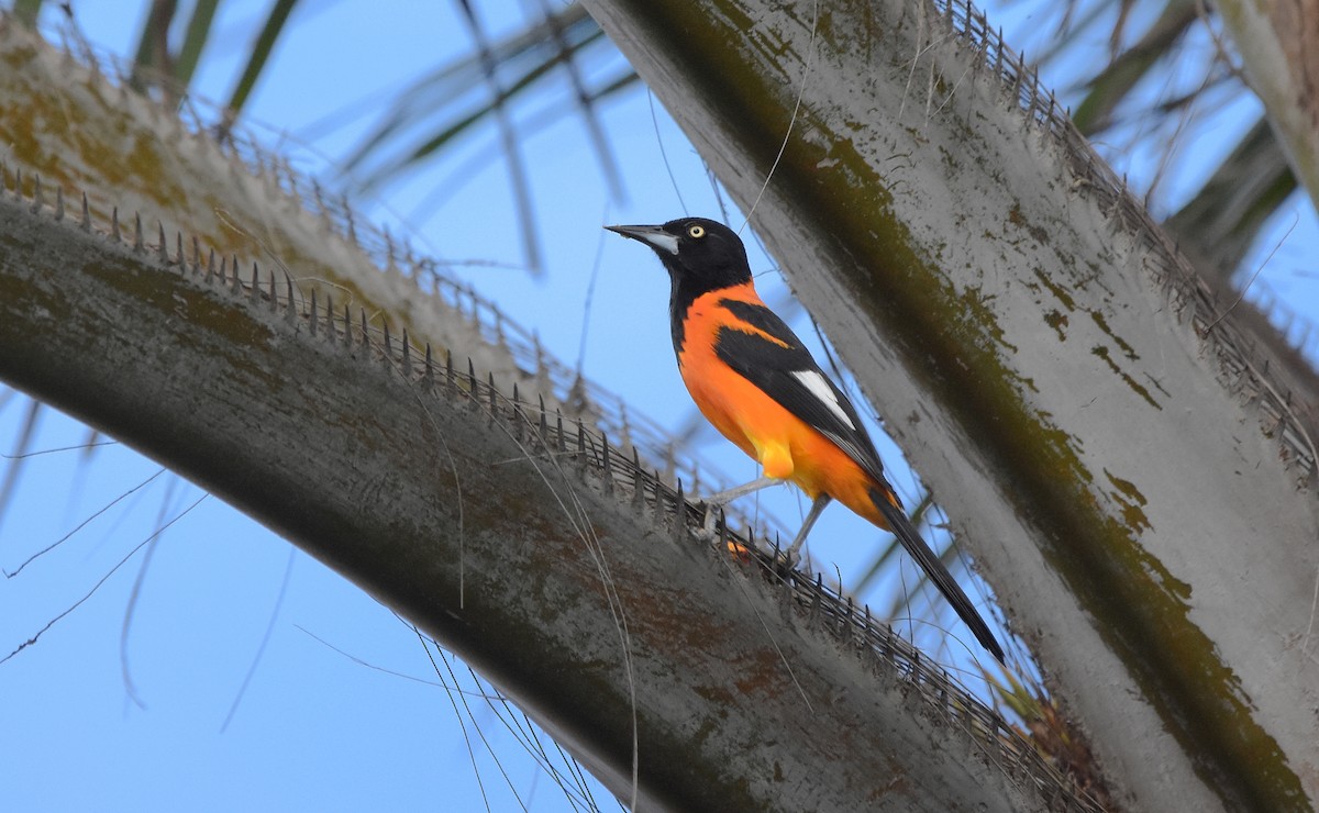 Campo Troupial - ML643556670