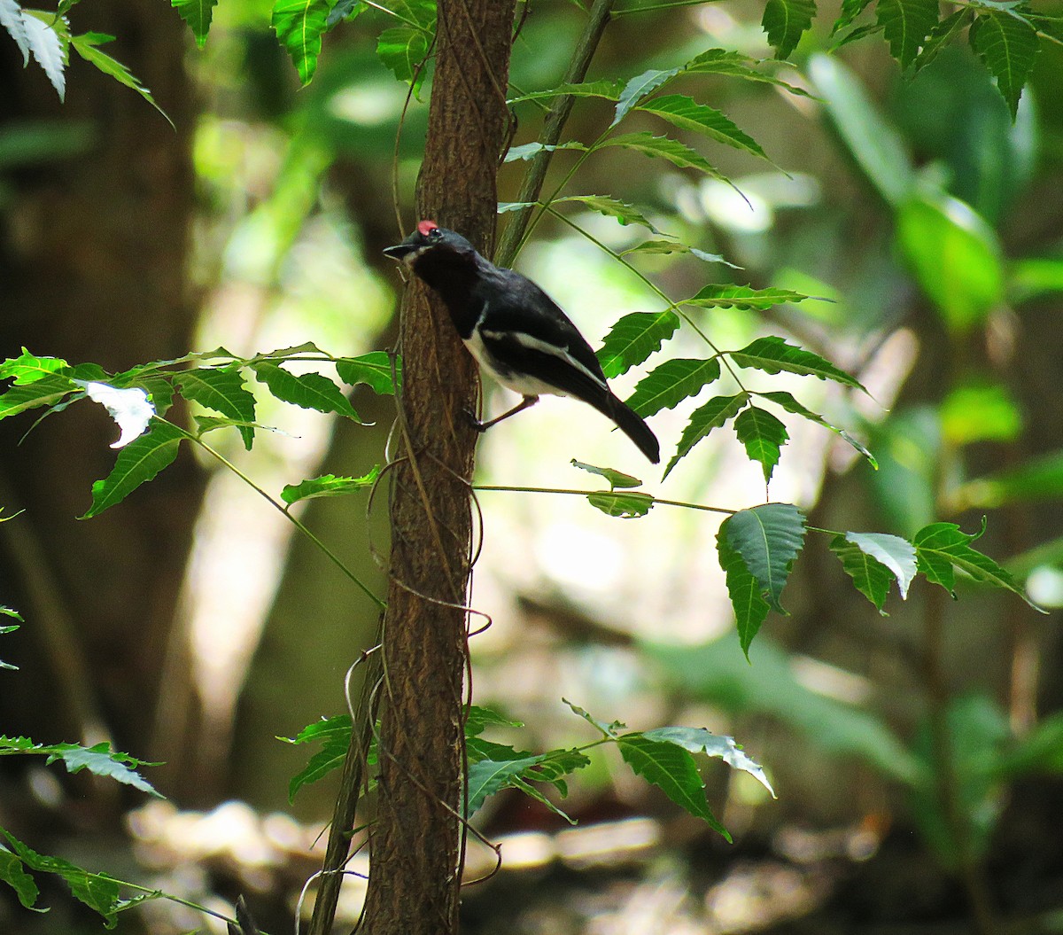 Brown-throated Wattle-eye - ML643556672