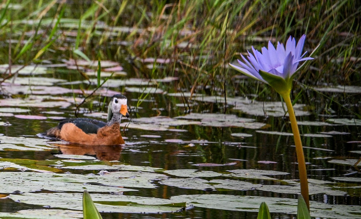 African Pygmy-Goose - ML643556674