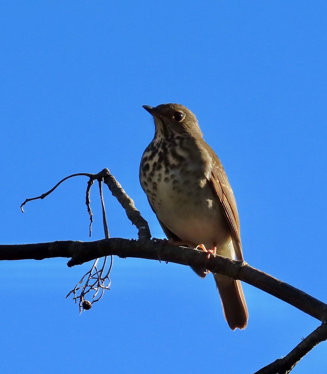Hermit Thrush - ML643556678
