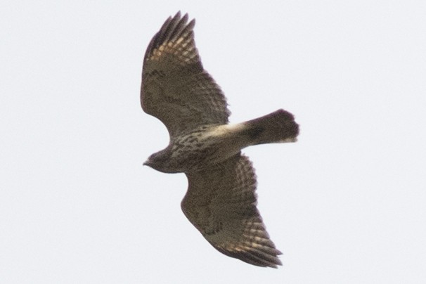 カタアカノスリ - ML643556686