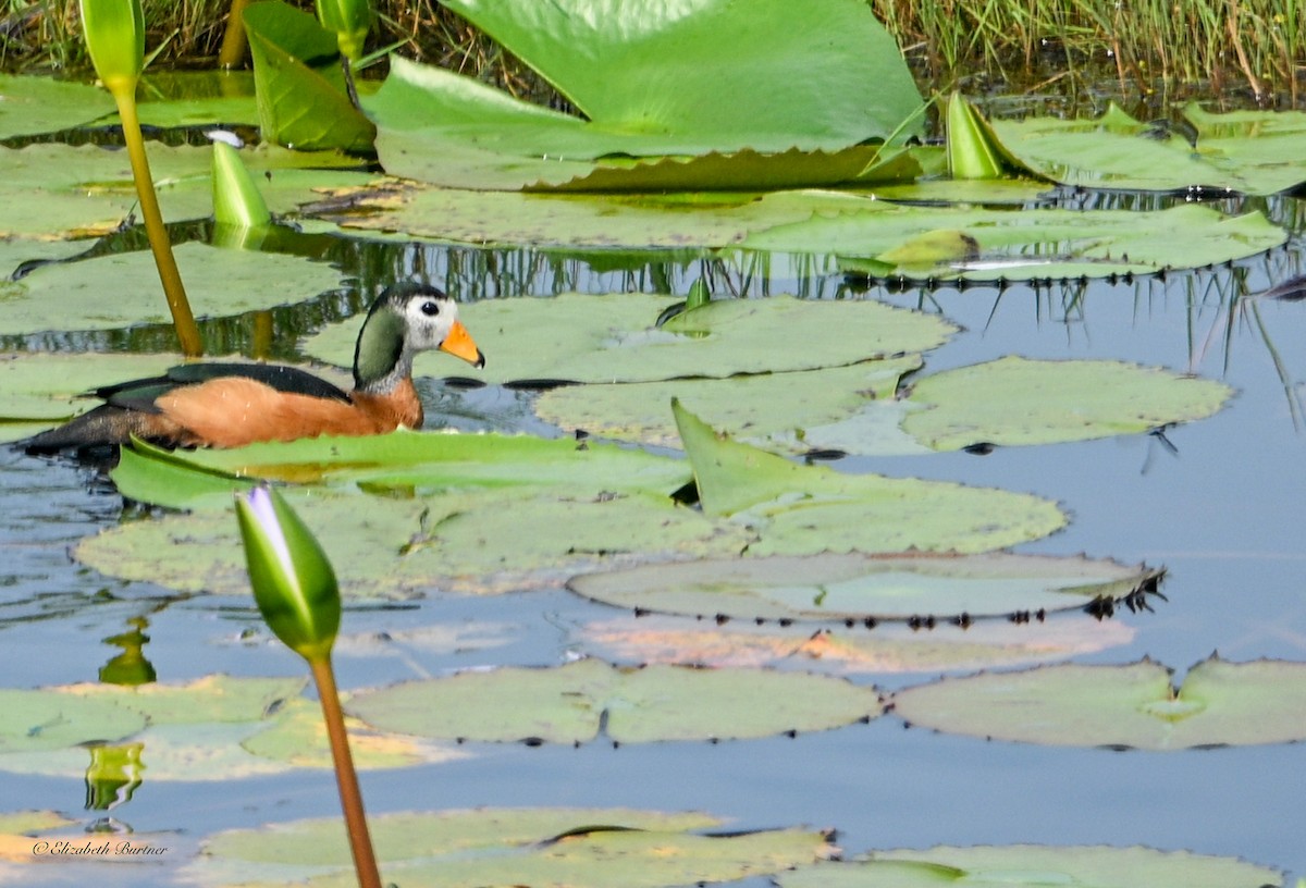 African Pygmy-Goose - ML643556691