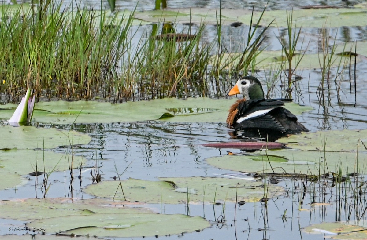 African Pygmy-Goose - ML643556693