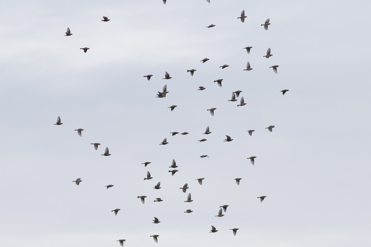 Cedar Waxwing - ML643556712