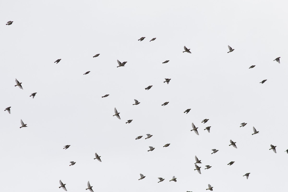 Cedar Waxwing - ML643556713