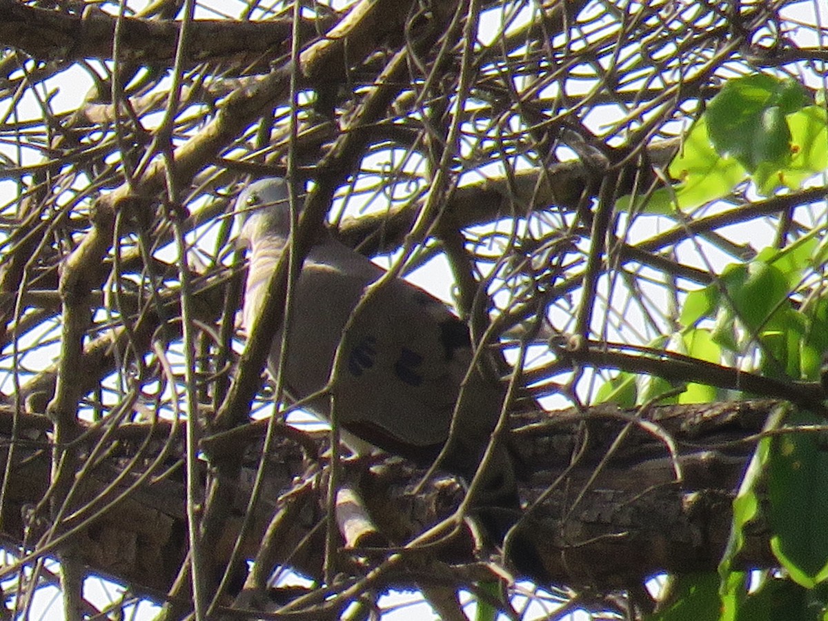 Black-billed Wood-Dove - ML643556732
