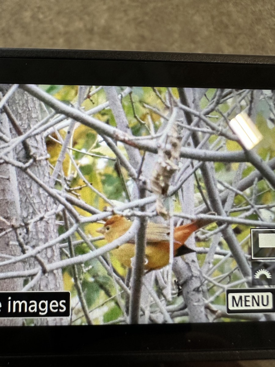 Summer Tanager - ML643556742