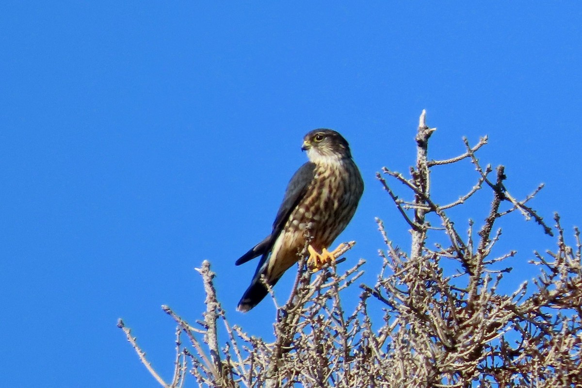 Merlin - ML643556773