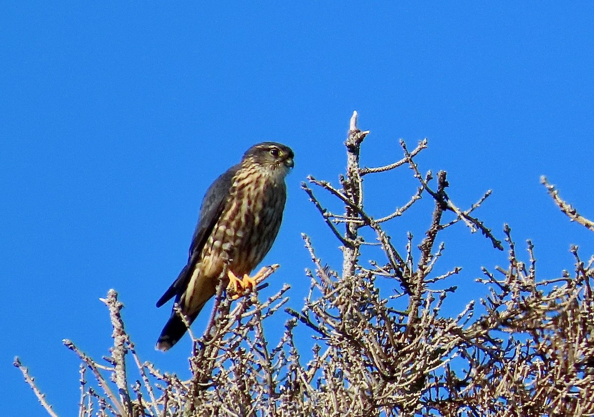 Merlin - ML643556774