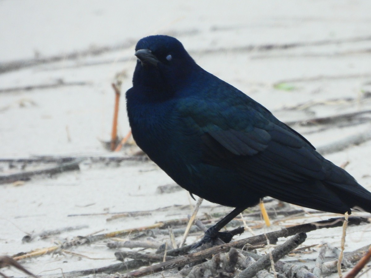 Boat-tailed Grackle - ML643556775
