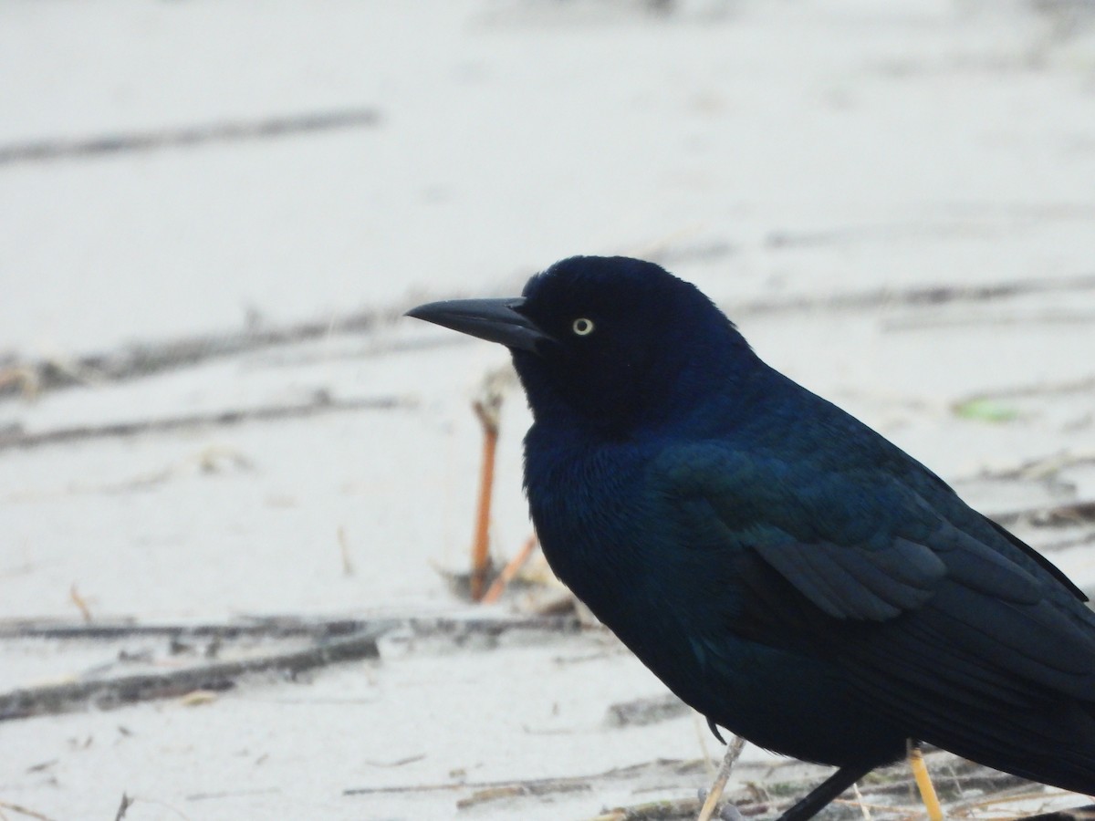 Boat-tailed Grackle - ML643556782