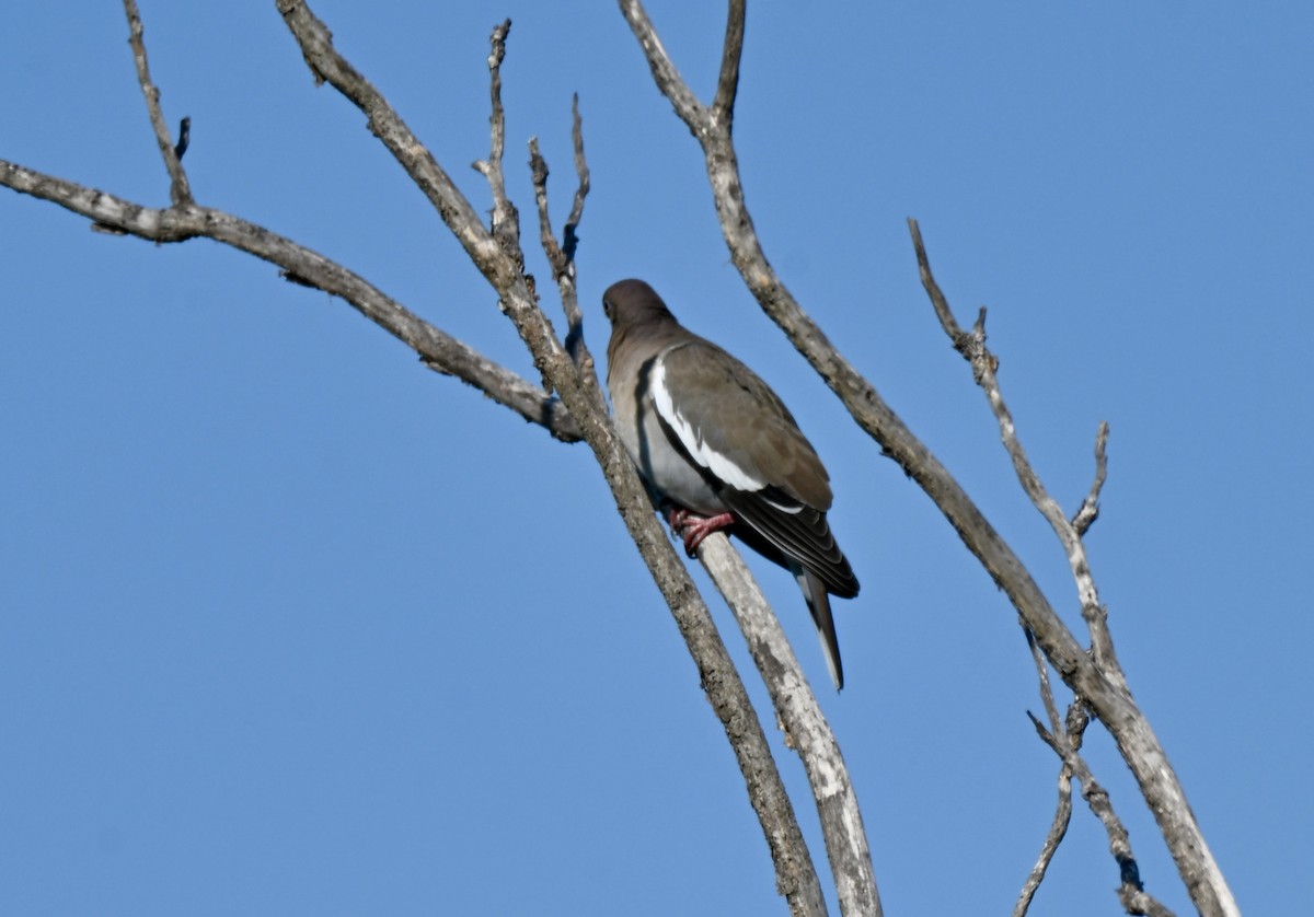 White-winged Dove - ML643556796