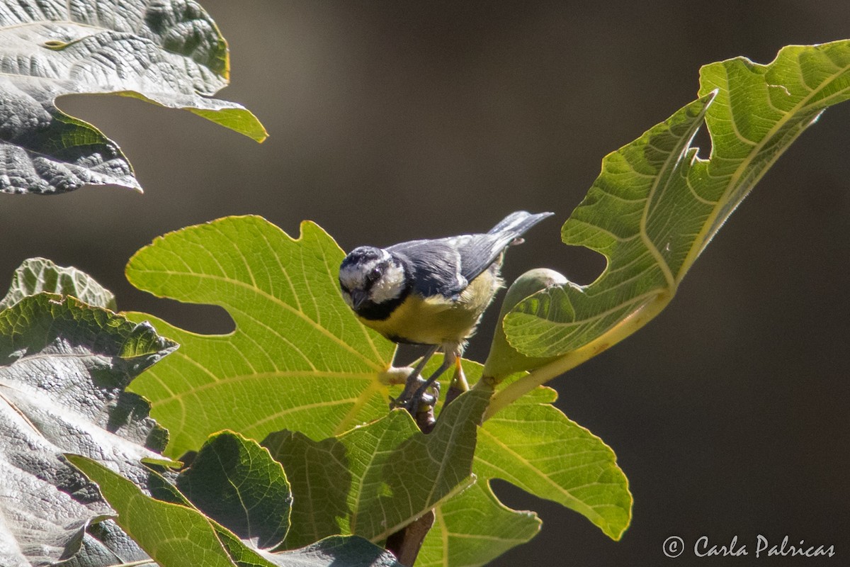 African Blue Tit - ML643556805