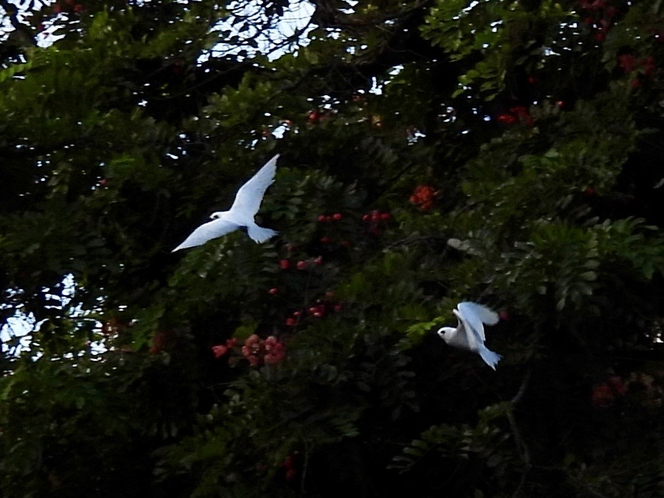White Tern - ML643556811