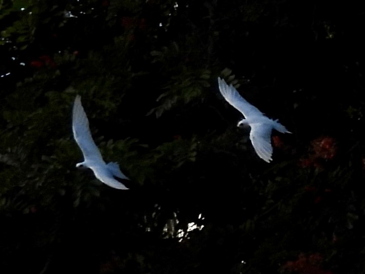 White Tern - ML643556812
