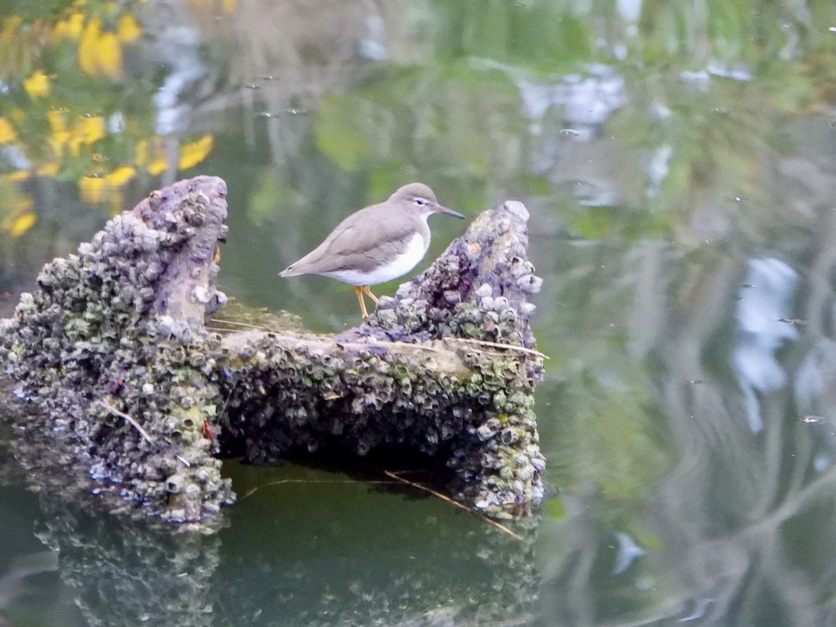Spotted Sandpiper - ML643556822