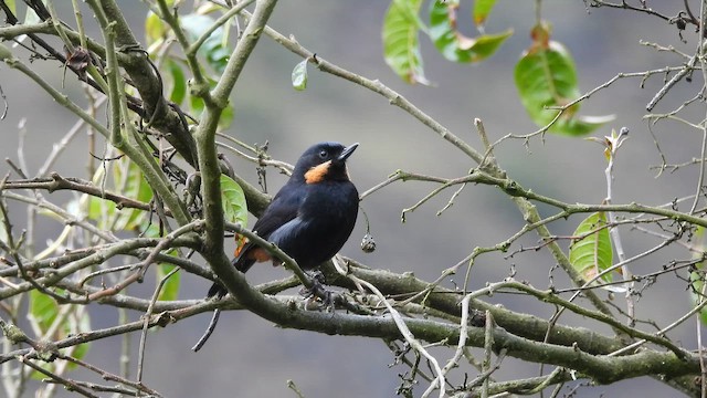 Moustached Flowerpiercer - ML643556827