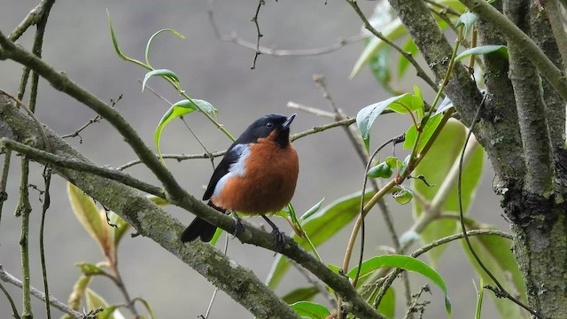 Black-throated Flowerpiercer - ML643556833