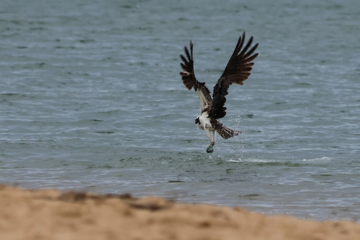 Osprey - ML643556839