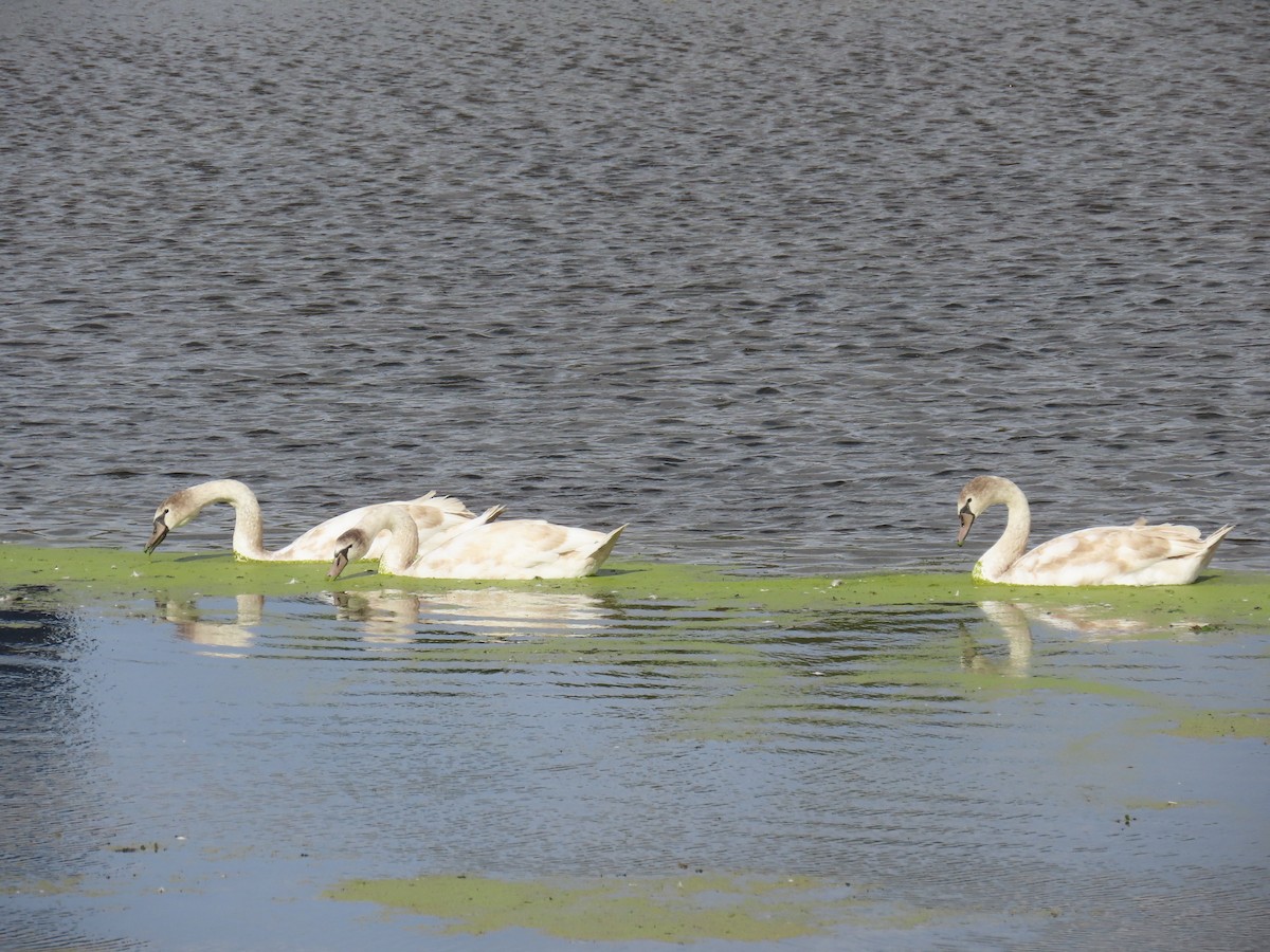 Mute Swan - ML643556846