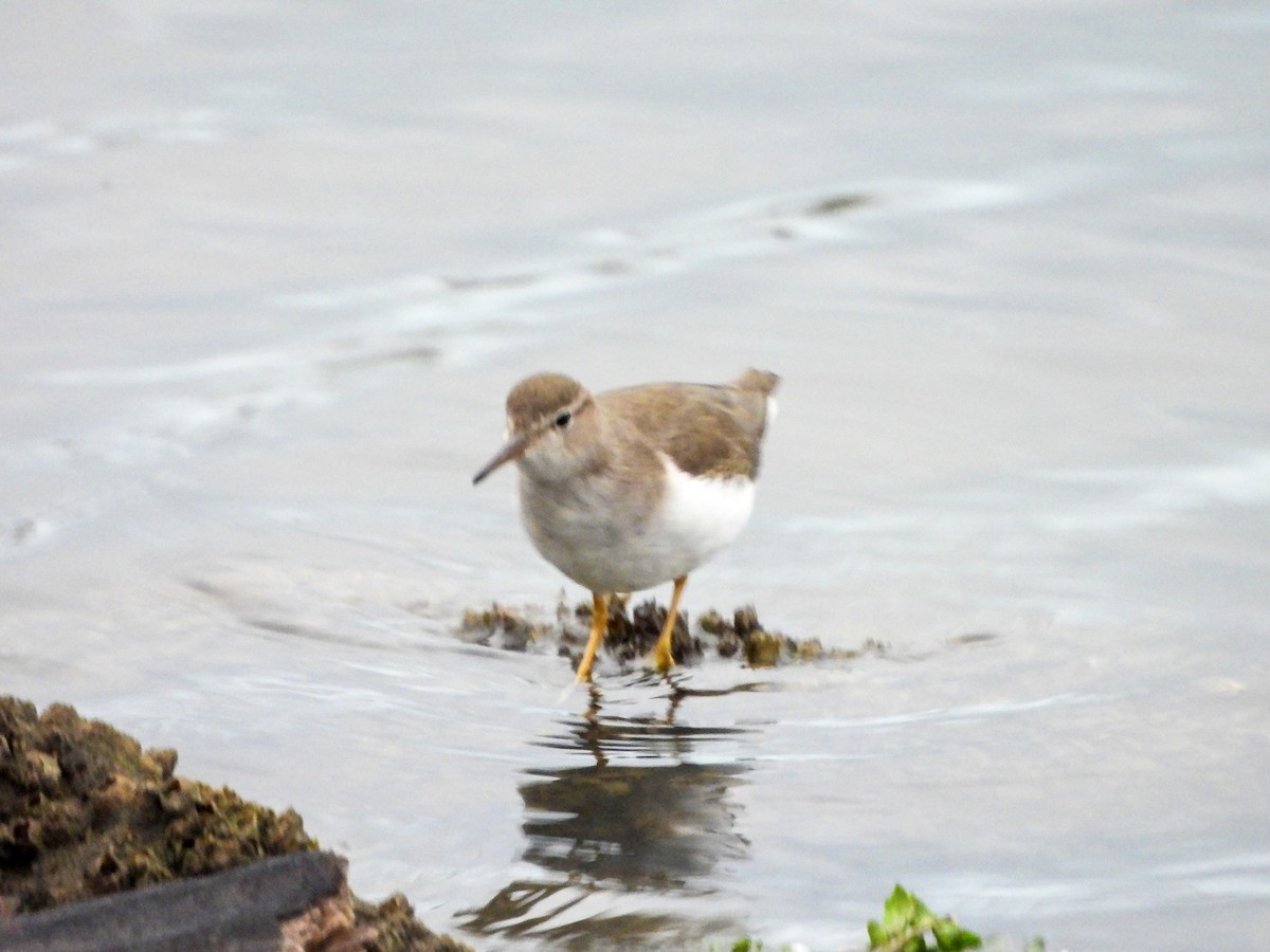Spotted Sandpiper - ML643556856