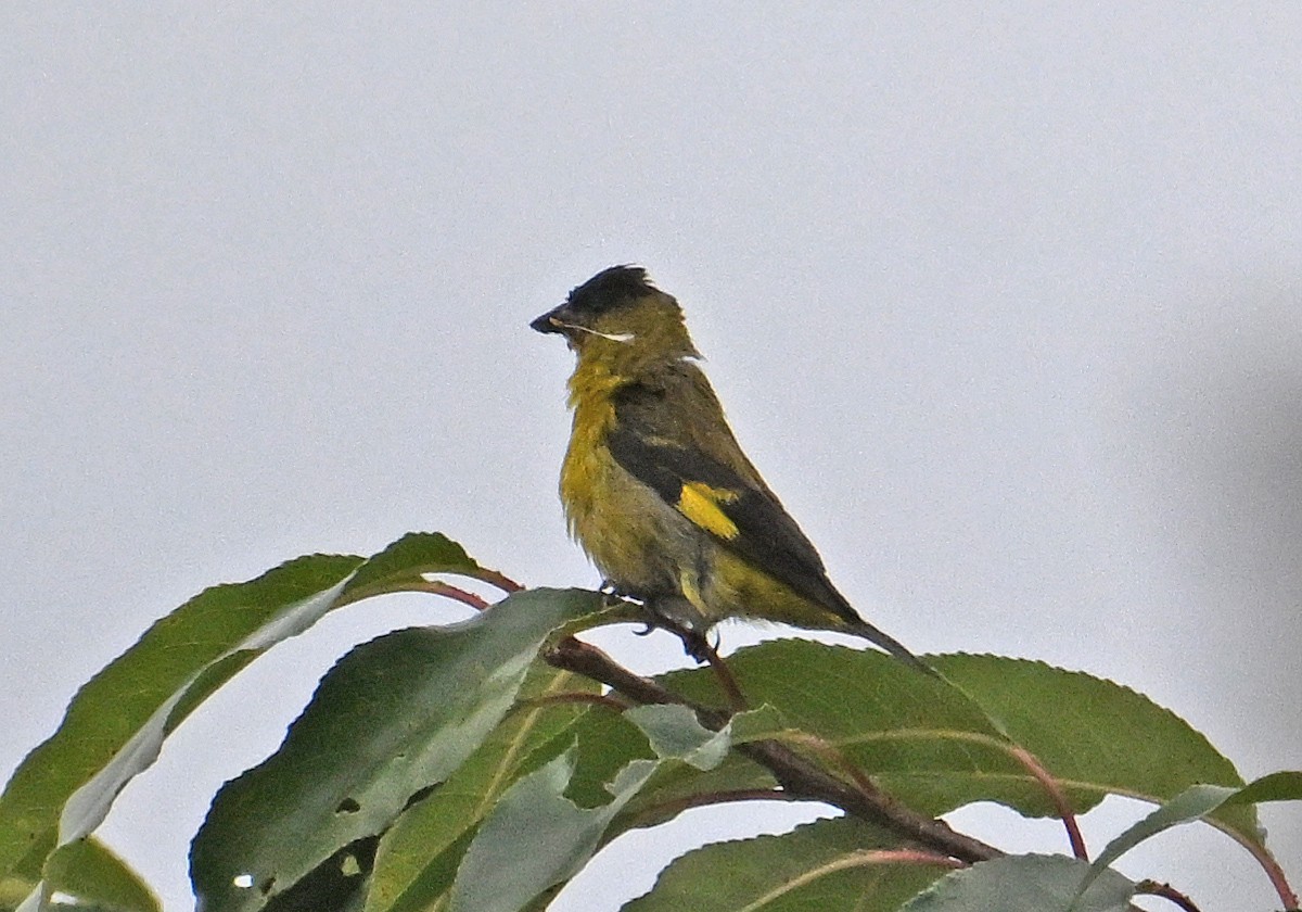 Andean Siskin - ML643556874