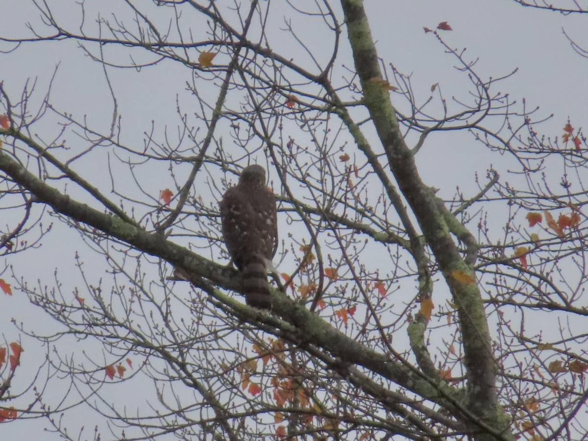 Cooper's Hawk - ML643556921