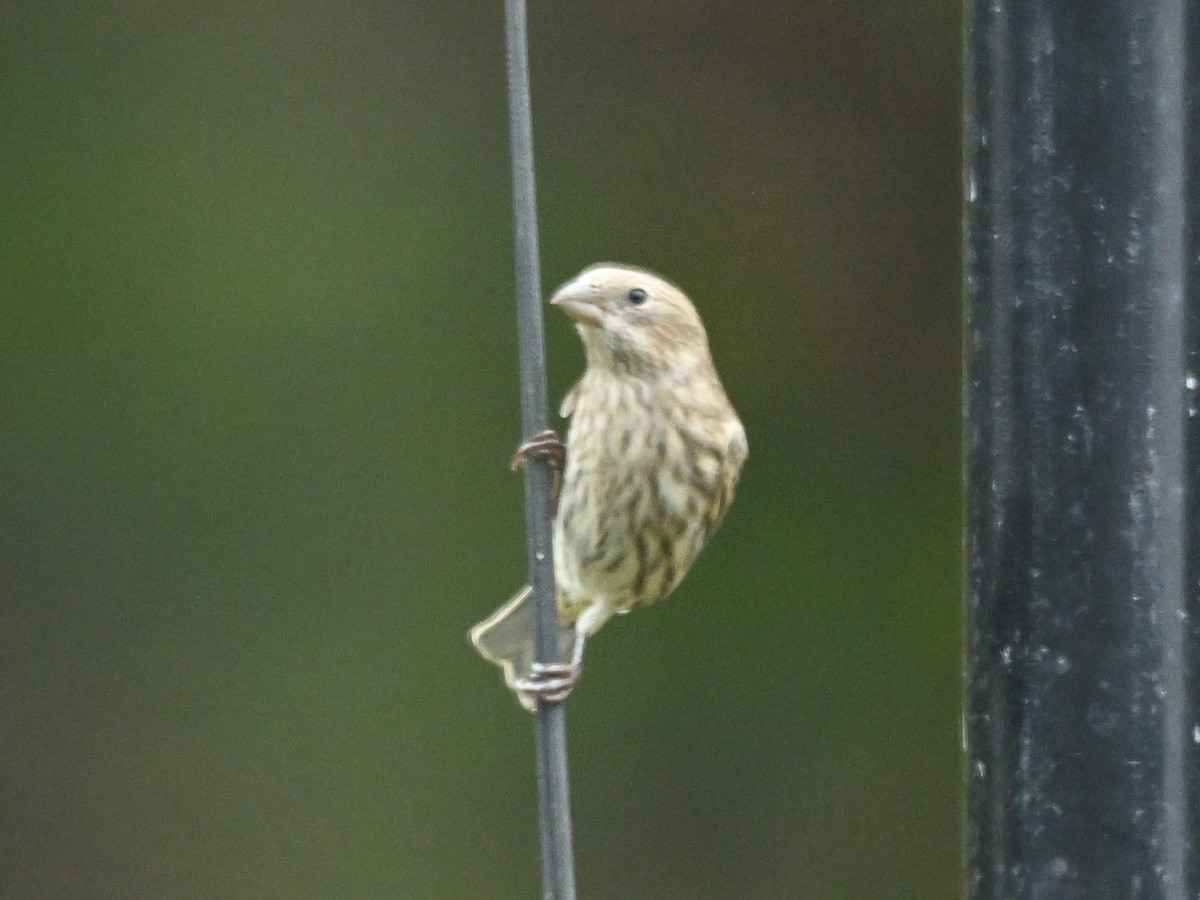 House Finch - ML643556963