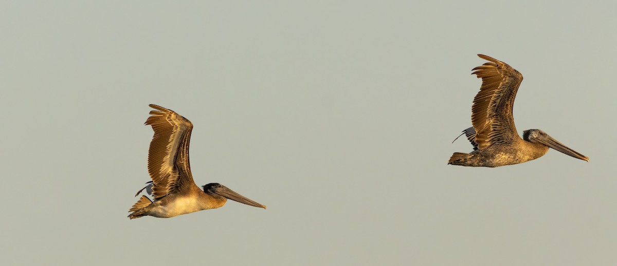 Brown Pelican - ML643556964